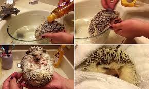 rigby the hedgehog lathers up as he