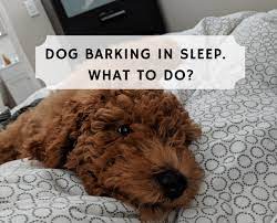 Dog Barking In Sleep What Does This Mean We Love Doodles