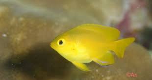 ネッタイスズメダイ ambon damsel ariya 魚図鑑 魚 水中写真