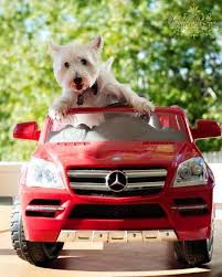 Pin On For The Love Of Westies