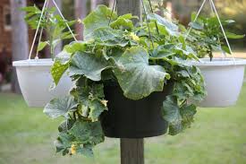 Cara menanam pokok bawang kucai cina tanomkinotuan berkebun mampu mengurangkan stres dan kemurungan my info (gambar) 10 tanaman pagaran paling cantik impiana. Teknik Tanam Timun Dalam Pasu Gantung Lebih Cantik Dan Menarik Impiana