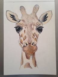 No, i do not talk to them and i do not recognize each pencil by. A5 Giraffe Face Drawing Using Pencil And Ink By Zeldaartlettering 20 00 Giraffe Art Art Inspiration Giraffe Face Drawing