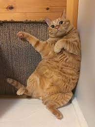 Pin On Cat Health Things Every Cat Owner Should Know
