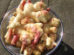 I have learned that i can put it in the freezer and just grate it as needed so i don't i do think it would be really great to grow my own and have fresh when ever i want. Growing Baby Ginger As A Backyard Garden Vegetable Crop Veggie Gardening Tips