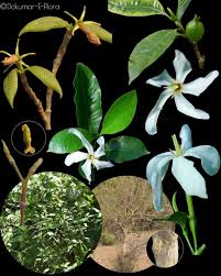 Image result for Gardenia resinifera