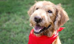 Hours may change under current circumstances Looking To Adopt A Pet Here Are 7 Lovable Pups To Adopt Now In Houston