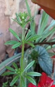 Image result for Marsdenia macrantha