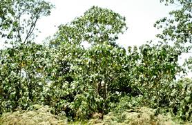 Image result for Neoboutonia