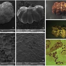 Image result for Aneilema petersii