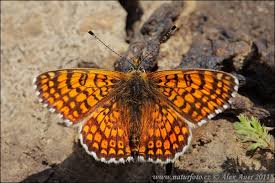 Image result for Melitaea cinxia