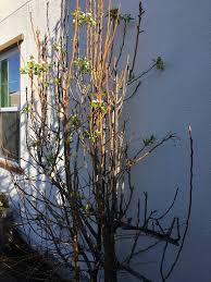 This fruit salad tree is easy to grow with minimum care you just need to put less effort and it will give you best of its fruits. How Should I Care For My Multi Variety Apple And Pear Trees Gardening Landscaping Stack Exchange