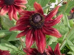 Image result for Glebionis carinata `German Flag`