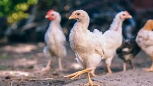 Never order a straight run, although they are cheap, unless you want roosters. Getting Started Raising Chickens Day Old Chicks Or Started Pullets