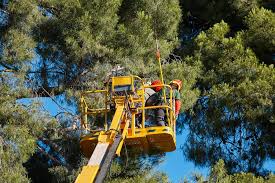 Manhattan Tree Removal Services | Urban Manhattan Arborists