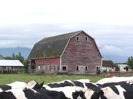 They tore it down and built a brand new hip roof barn. Restoring Historical Barns Nrcs Washington