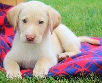 You can close in on a specific neighbourhood or area by simply drawing around it with the polygon or radius tools. Puppies For Sale Labrador Austria Graz Price 100