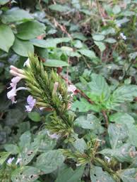 Image result for Hypoestes forskaolii