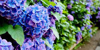 13 Facts Every Hydrangea Enthusiast Needs To Know Planting Hydrangeas Hydrangea Beautiful Flowers
