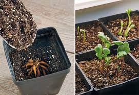 Ranunculus / r æ ˈ n ʌ ŋ k j ʊ l ə s / is a large genus of about 600 species: How To Grow Ranunculus Garden Gate