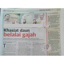 Testimoni khasiat daun belalai gajah. Daun Kering Belalai Gajah Sabah Snake Grass Dried Leaf Ssg Penawar Kanser Shopee Malaysia