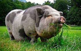 High quality pot bellied pig feed. Vietnamese Pigs Description Of The Breed Breeding Maintenance And Care