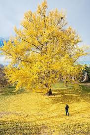 Pin By Milos Karovic On Beautiful Trees Yellow Tree Ginkgo Biloba Tree Ginkgo Tree