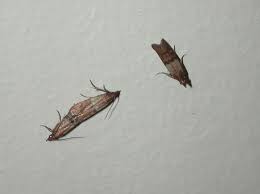 most common stored food pest in georgia