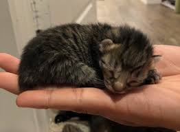 In this video, this cat wants to show her newborn kittens to her owner's son by taking and walking to the spot by grabbing his hand by her mouth. Newborn Kitten Aww