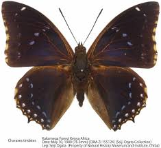Image result for Hugonia platysepala