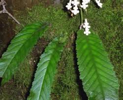 Image result for Streptocarpus umtaliensis
