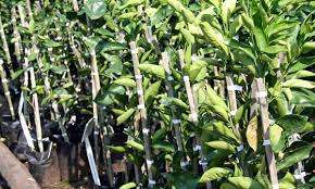 When grafting, the uppermost plant material is known as the scion.this is the part which contains leaf buds and will eventually produce fruit. Sutherland Seedlings Products Sutherland Seedlings