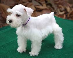 Black And White Miniature Schnauzer Puppies For Sale White Schnauzer White Female Miniature Schnauzer Purple Neck Rope 2674284 I In 2020 Schnauzer Grooming Schnauzer Puppy White Schnauzer