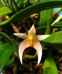Image result for Bulbophyllum fuscum