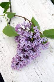 Garden Highlights By Madelief Lilac Gardening Lilac Flowers Purple Flowers