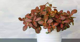 While this inflammation can often be treated, there are some red flags that should alert you to get professional dental care. Fittonia Plant Care Learn How To Grow Propagate Nerve Plants