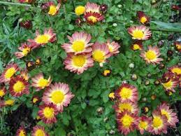 Chrysanthemum Cultivation Information Guide Agri Farming