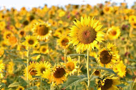 Flowers yellow bouquet beautiful roses flower bright wallpaper. Field Flowers Yellow Yellow Flowers Sunflowers Wallpapers Hd Desktop And Mobile Backgrounds