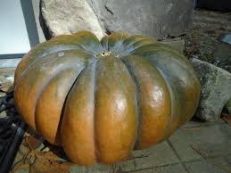 Image result for Cucurbita moschata