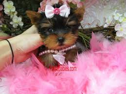 Find puppies and breeders in your area and helpful information. Yorkiebabies Com