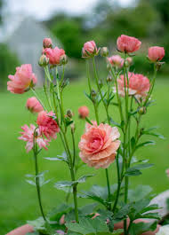 Image result for Ranunculus raeae
