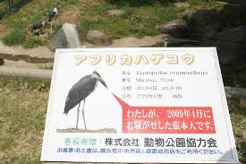 アフリカハゲコウ 脱走騒動も展示 気ままなｚｏｏ
