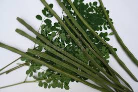 Image result for Moringaceae