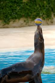 Fok Balığı Eğitim Topu