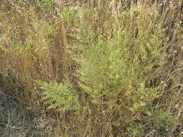 Image result for Pleiotaxis argentea