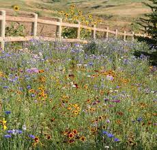 Simply loosen the soil with a hoe or shovel and remove most of the weeds and grass from the planting site. What To Expect From Your Wildflower Garden Applewood Seed Company