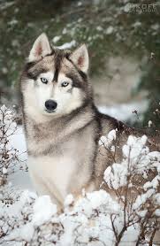 siberian husky is a very capable escape artist and has a strong predatory drive so he s not a great choice for homes wi siberian husky dog dogs siberian husky