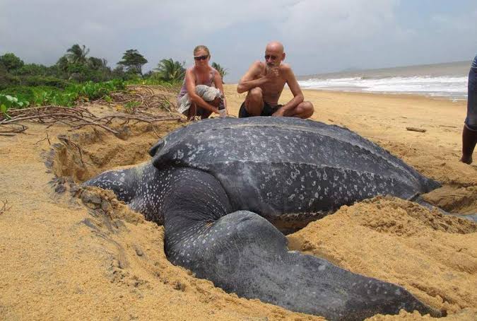 Mga resulta ng larawan para sa Leatherback sea turtle"