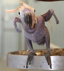 Check spelling or type a new query. These 15 Animals Without Hair Are Barely Recognizable Bored Panda