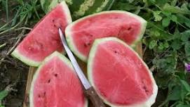 National Watermelon Day at the Benson-Hammond House