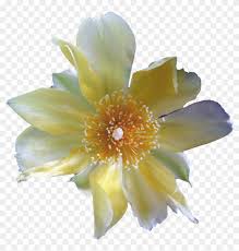 Are you searching for cactus clipart png images or vector? Cactus Flower By Eveblackwoodstock Cactus Flower By White Cactus Flower Png Free Transparent Png Clipart Images Download